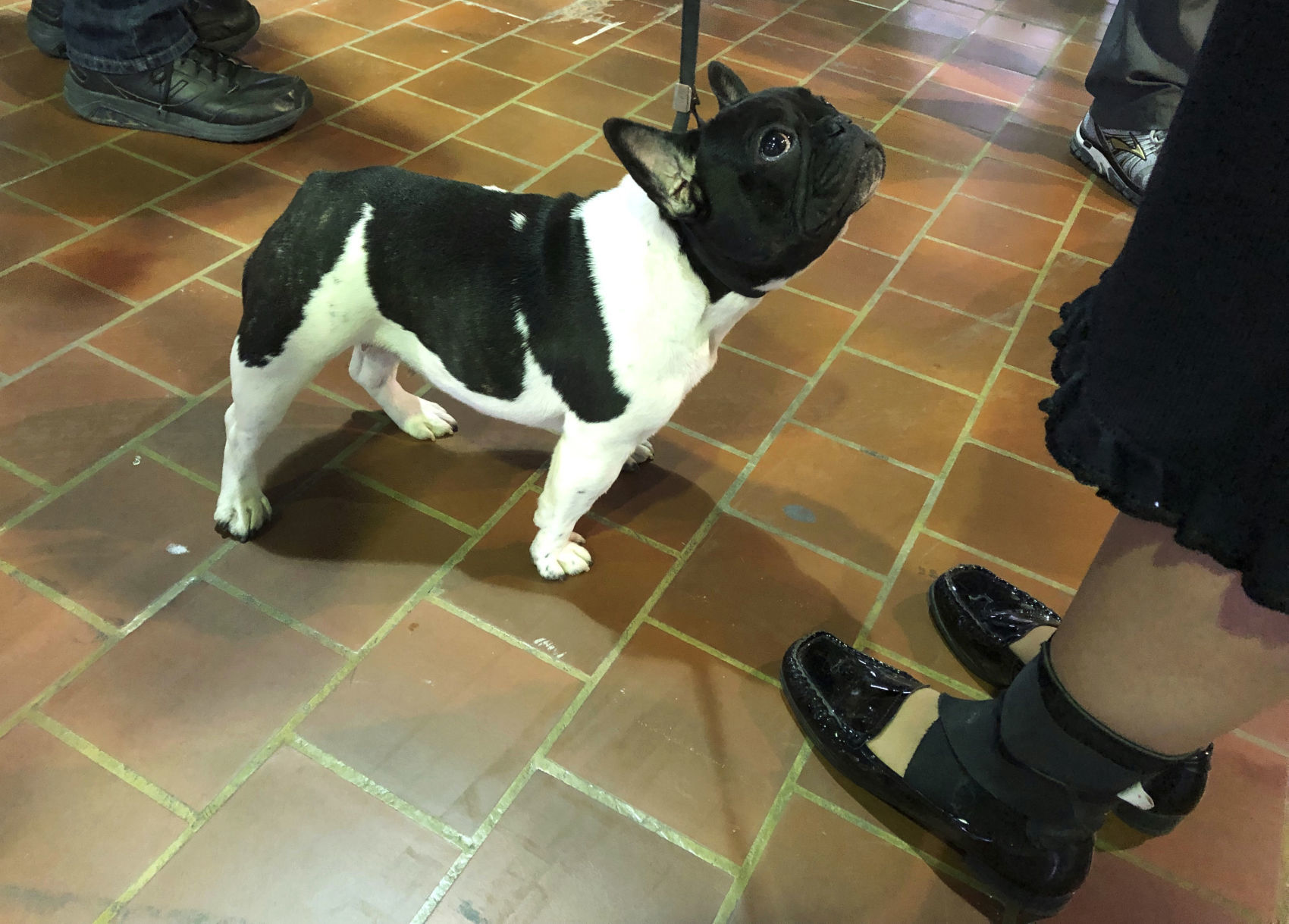 Westminster Dog Show